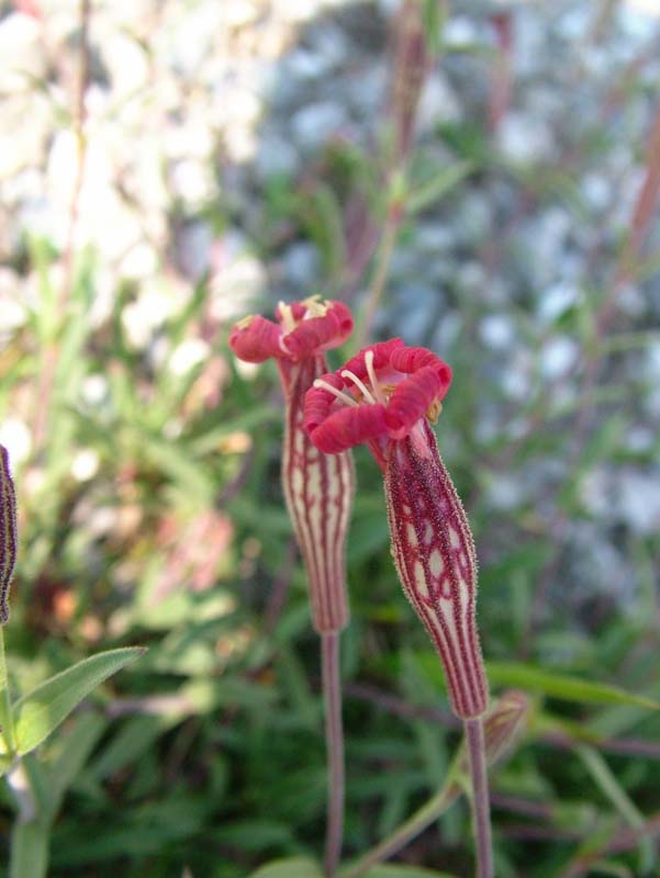 Silene pichiana / Silene delle Apuane